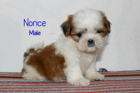 puppies shihtzu super cute