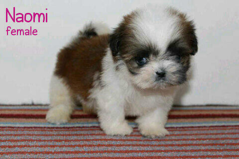 puppies shihtzu super cute