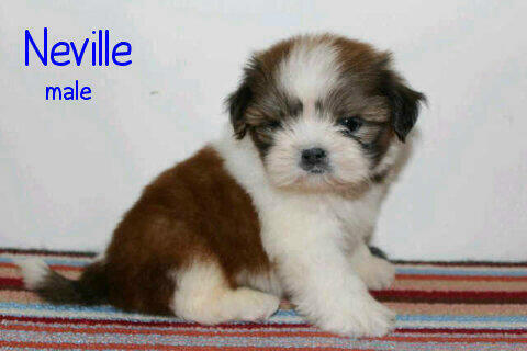 puppies shihtzu super cute