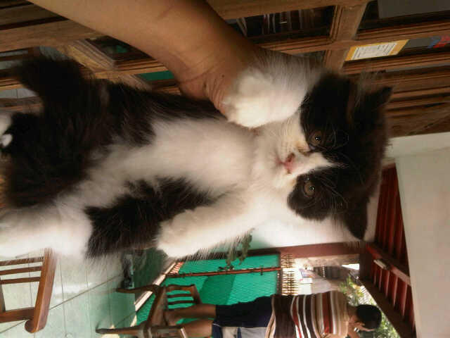 WTS siap diadopsi persia medium , persia flatnose, persia pekenose