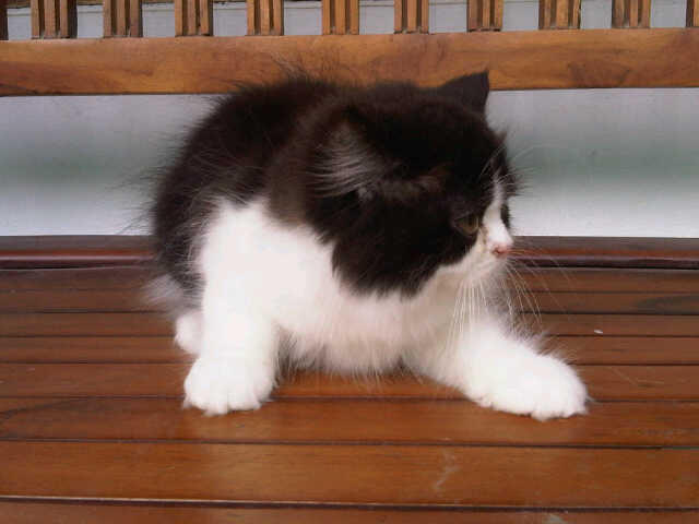WTS siap diadopsi persia medium , persia flatnose, persia pekenose