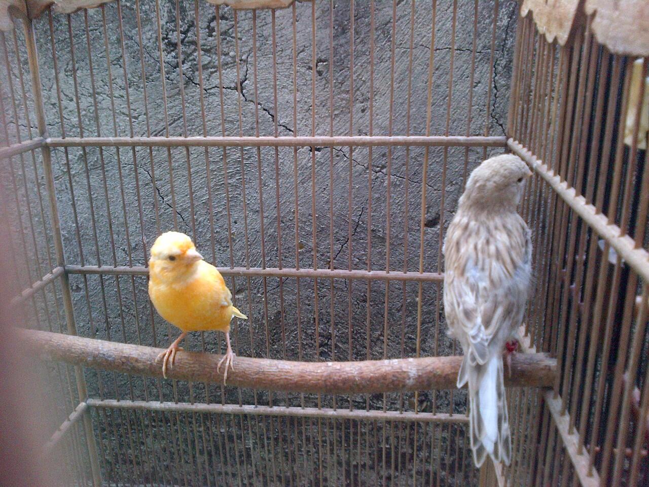 kenari borongan murmerr