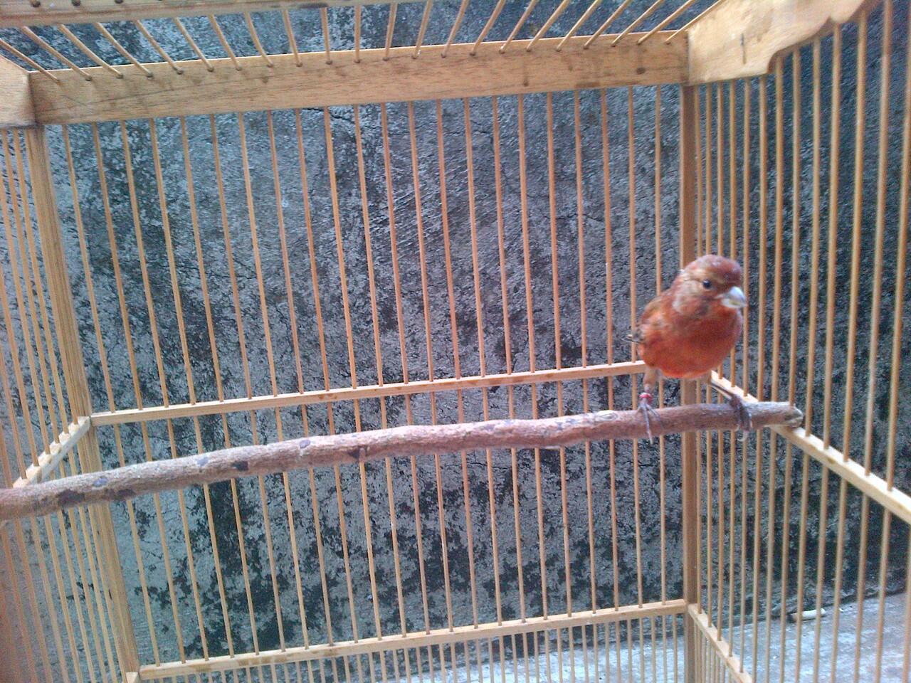 kenari borongan murmerr