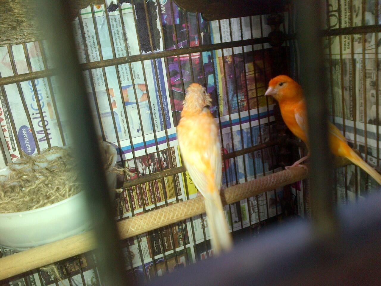 kenari borongan murmerr
