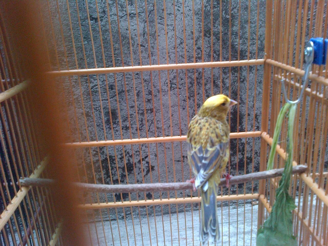 kenari borongan murmerr