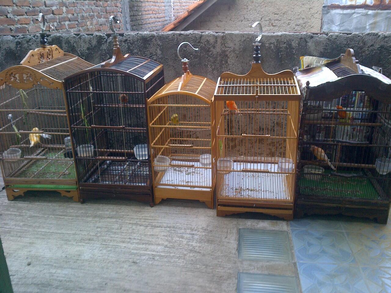 kenari borongan murmerr