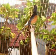 Murai Batu Asli Medan Super,Gacor Dan Ekor Panjang.(Istimewa)