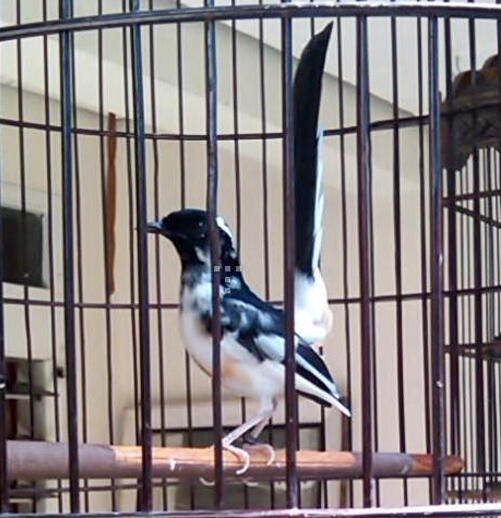 Murai Batu Blorok,Super Gacor & Istimewa