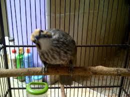 Cucak rowo / rawa BLOROK ekor putih