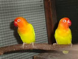 Jual lovebird (Sepasang'Jantan-Betina)