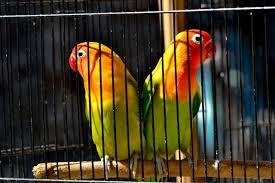 Jual lovebird (Sepasang'Jantan-Betina)