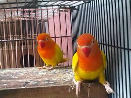 Jual lovebird (Sepasang'Jantan-Betina)