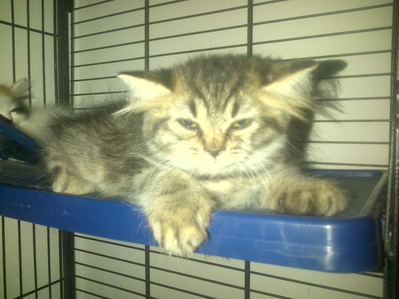 kucing persia campuran