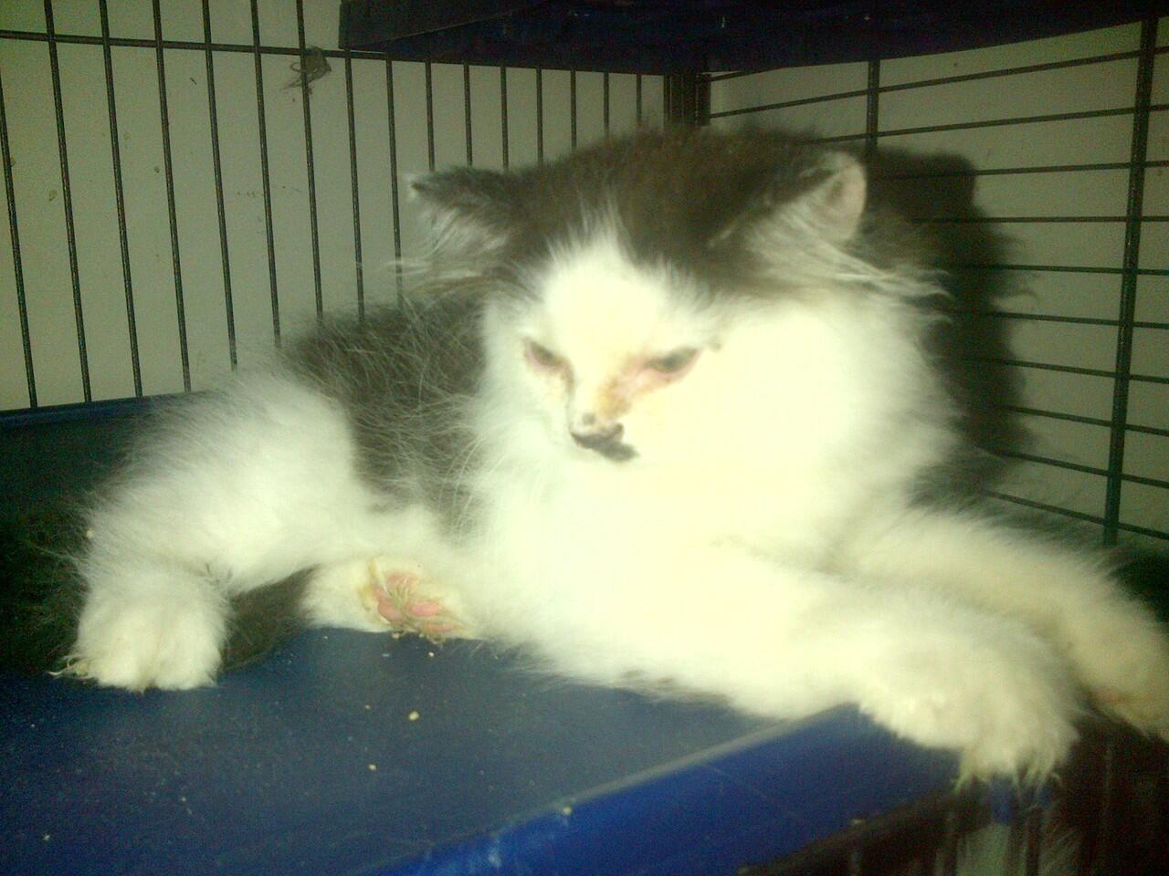 kucing persia campuran