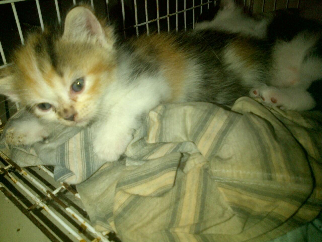 kucing persia campuran