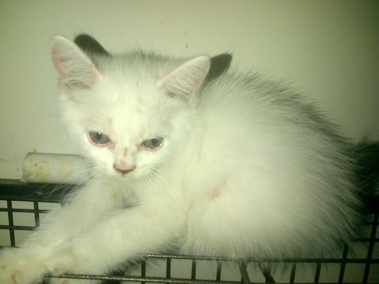 kucing persia campuran