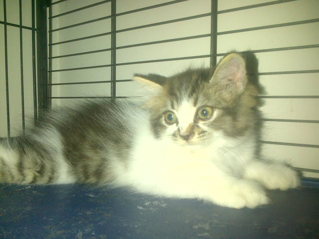 kucing persia campuran