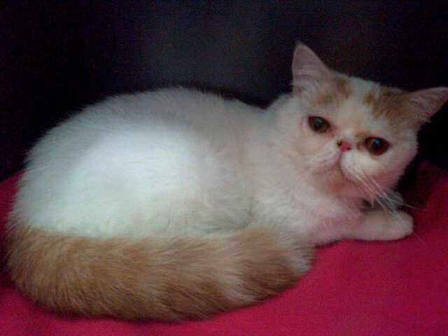 kucing exotic jantan PED ICA LO; mimo