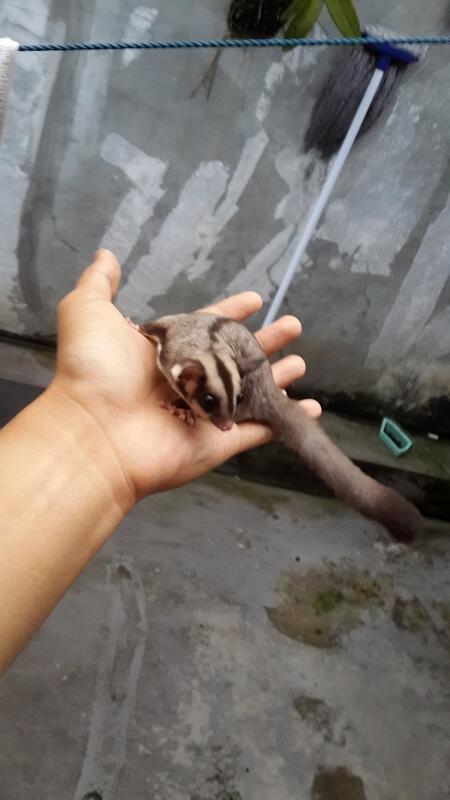 SUGAR GLIDER brothers