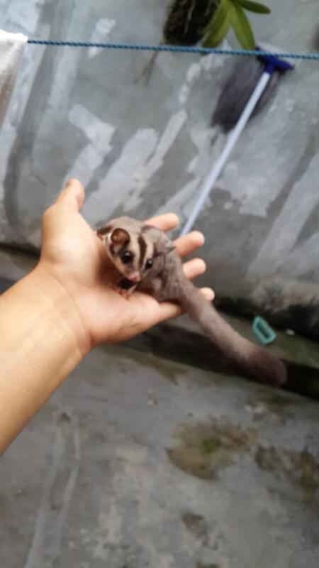 SUGAR GLIDER brothers