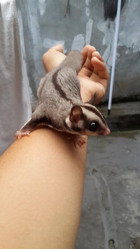 SUGAR GLIDER brothers
