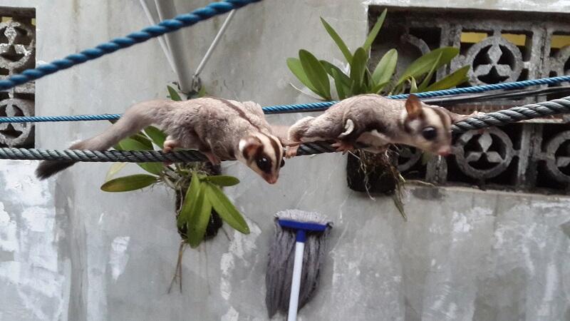 SUGAR GLIDER brothers