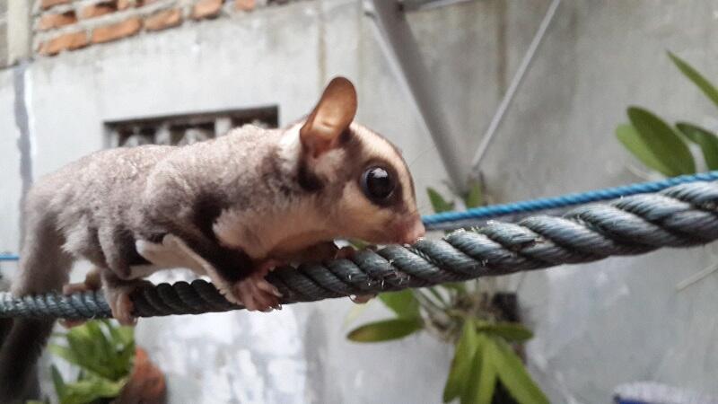 SUGAR GLIDER brothers
