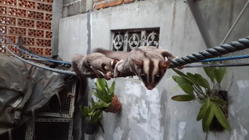 SUGAR GLIDER brothers