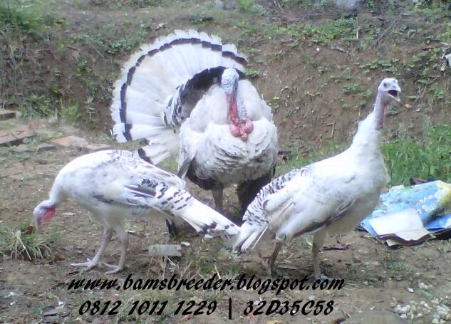 JUAL AYAM HIAS, KALKUN, POLAND, MUTIARA DLL
