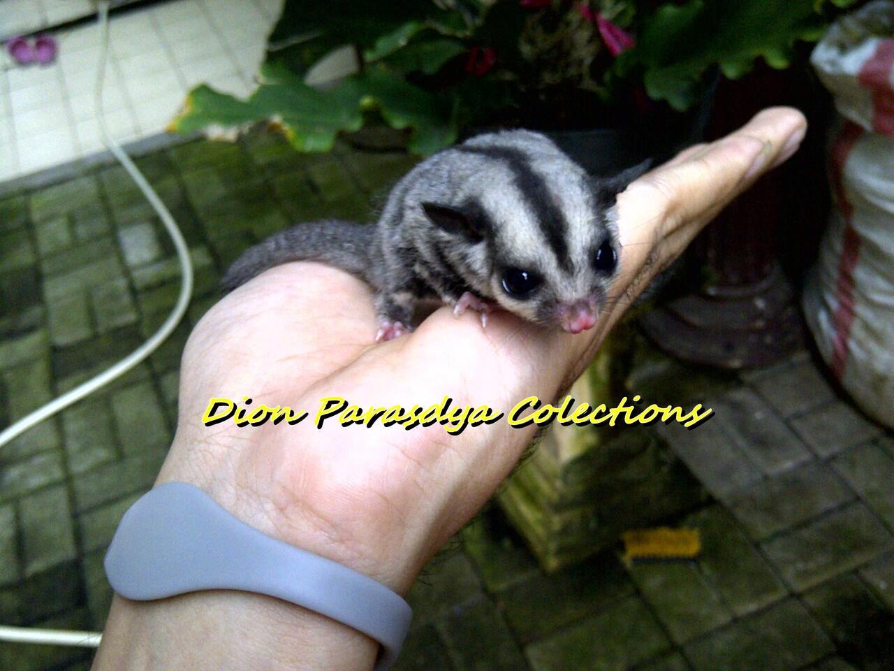 JUAL SUGAR GLIDER SURABAYA