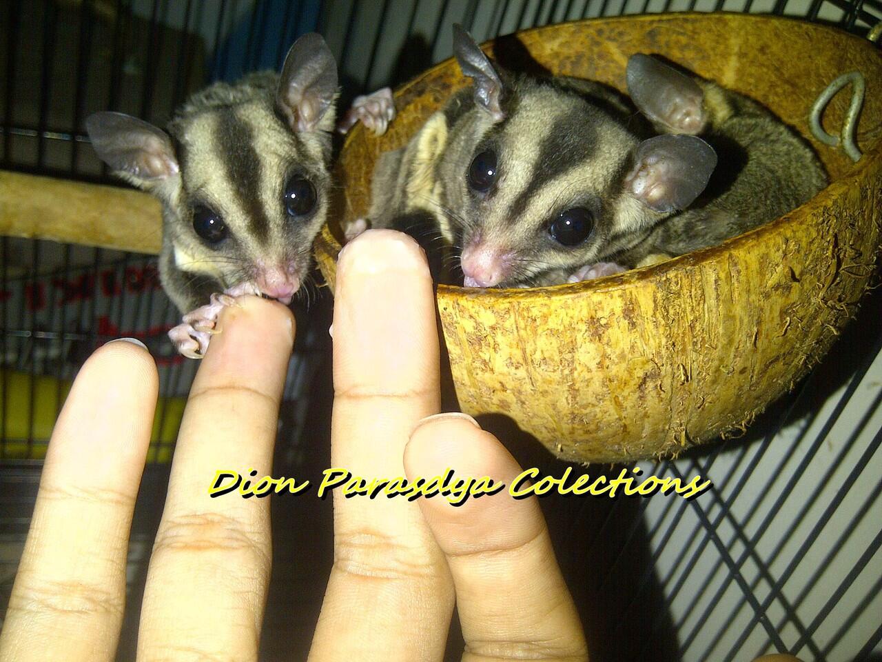 JUAL SUGAR GLIDER SURABAYA