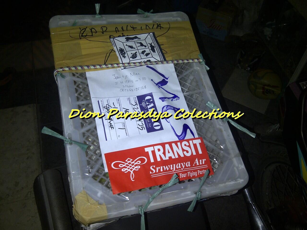 JUAL SUGAR GLIDER SURABAYA