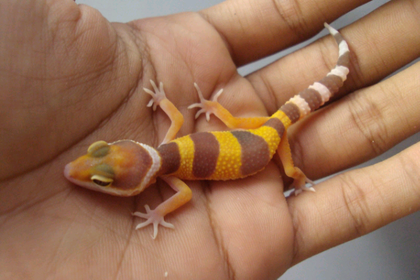 Image result for info tentang leopard gecko