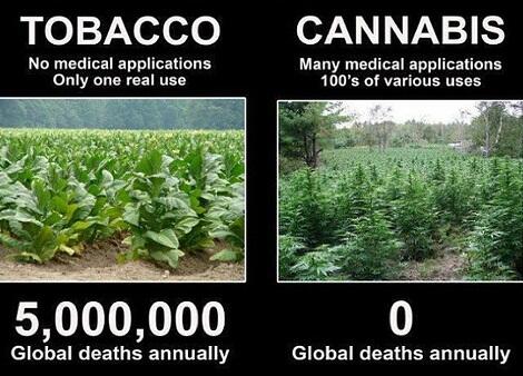 Tembakau vs Ganja (?) 