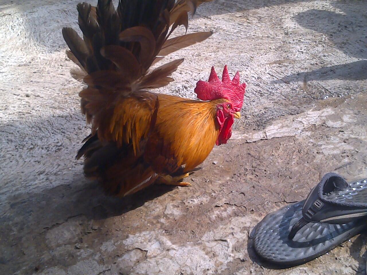 Ayam Kate