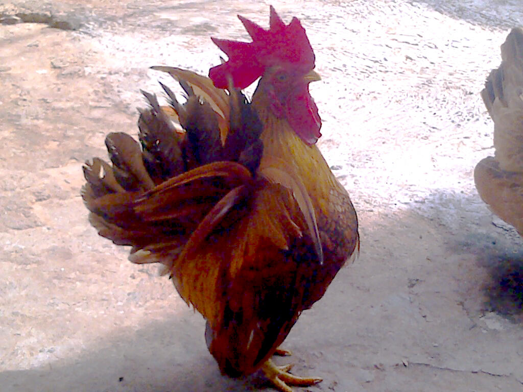 Ayam Kate