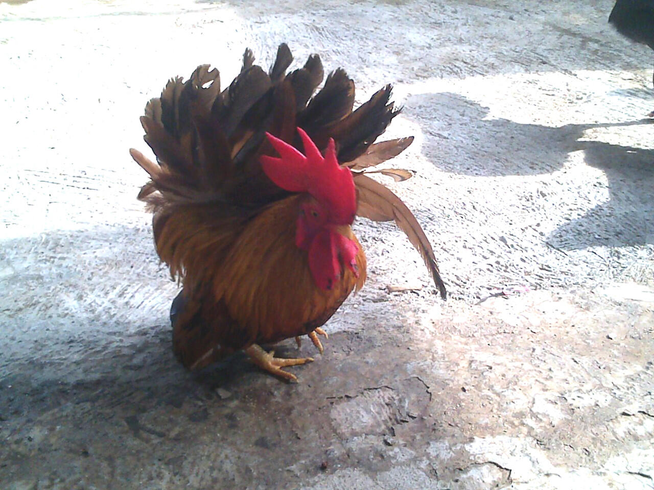 Ayam Kate