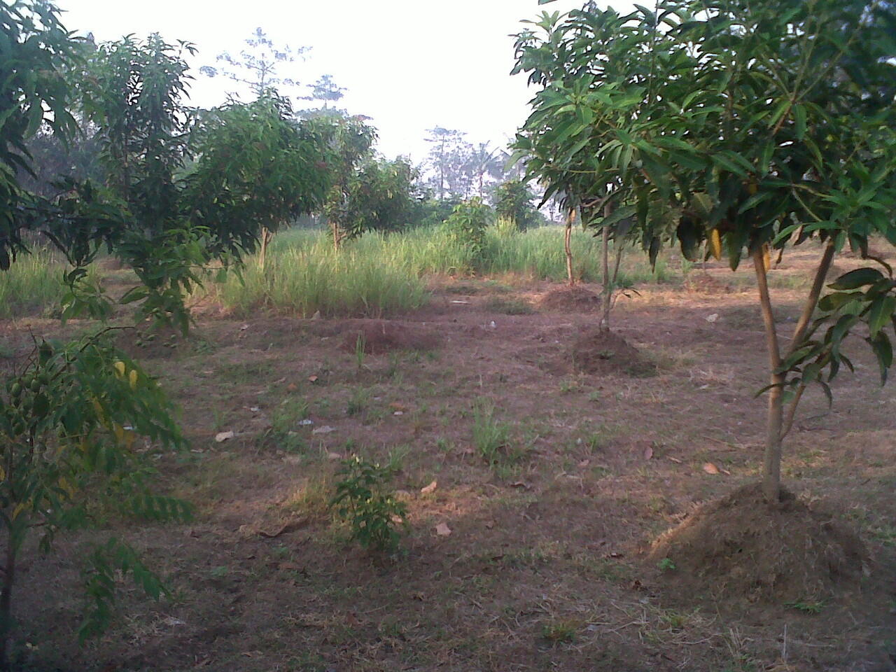 JUAL TANAH BEKASIH,,COCOK UNTUK INVESTASI,,LUAS 7000 MTR...RP. 150.000 / MTR..NEGO!