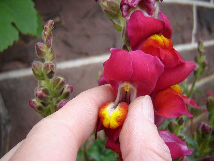  ~๑๑.Keunikan Bentuk Bunga Snapdragon.๑๑~&#91;MIRIP APA YA?&#93;