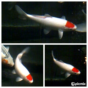 Ikan Koi pilihan Tancho, Shiro f1, Sowa Ginrin