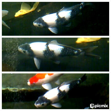 Ikan Koi pilihan Tancho, Shiro f1, Sowa Ginrin