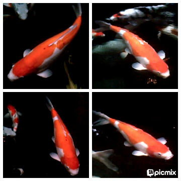 Ikan Koi pilihan Tancho, Shiro f1, Sowa Ginrin