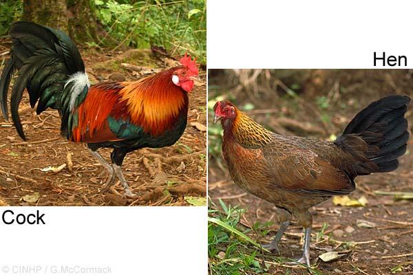 Ayam-Ayam Hias