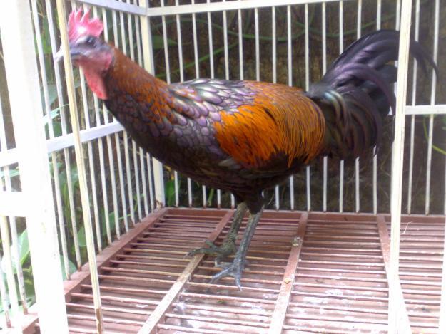 Ayam-Ayam Hias