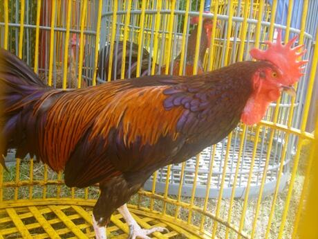 Ayam-Ayam Hias