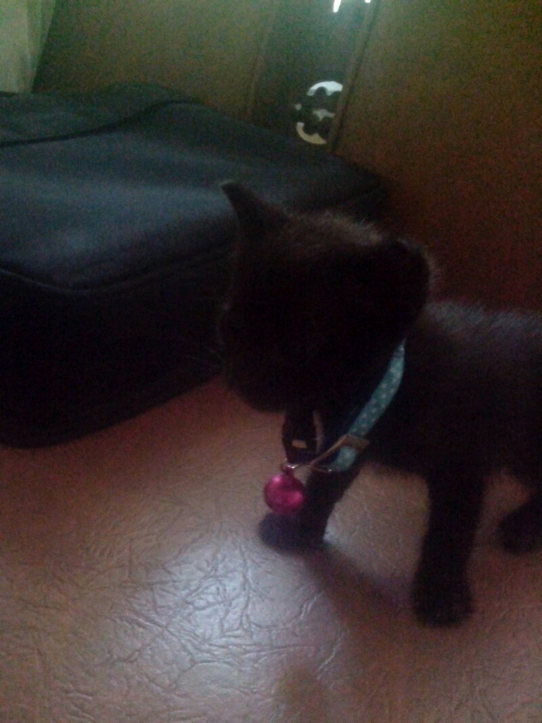 semi HIBAH kucing persia mix siam