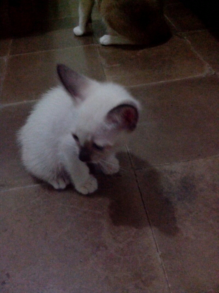 semi HIBAH kucing persia mix siam