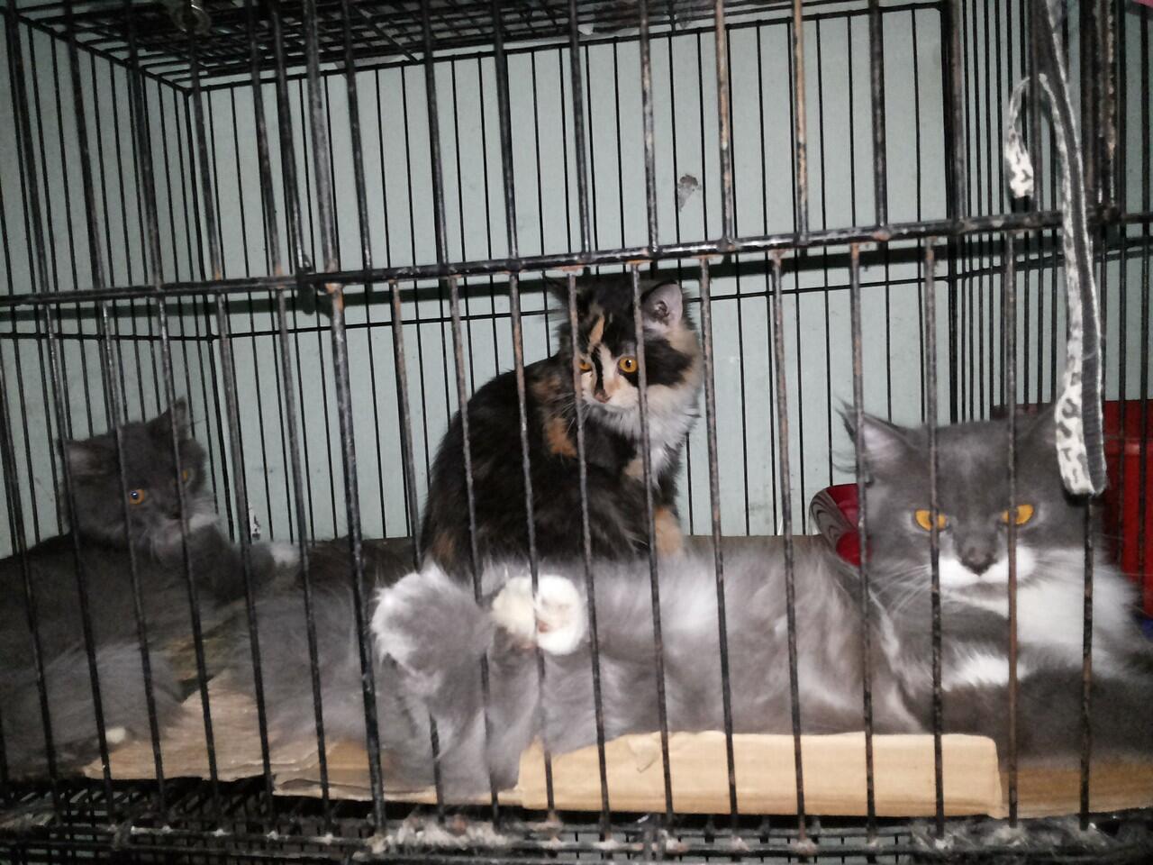 Kitten Persia Medium Betina dan Jantan Longhair