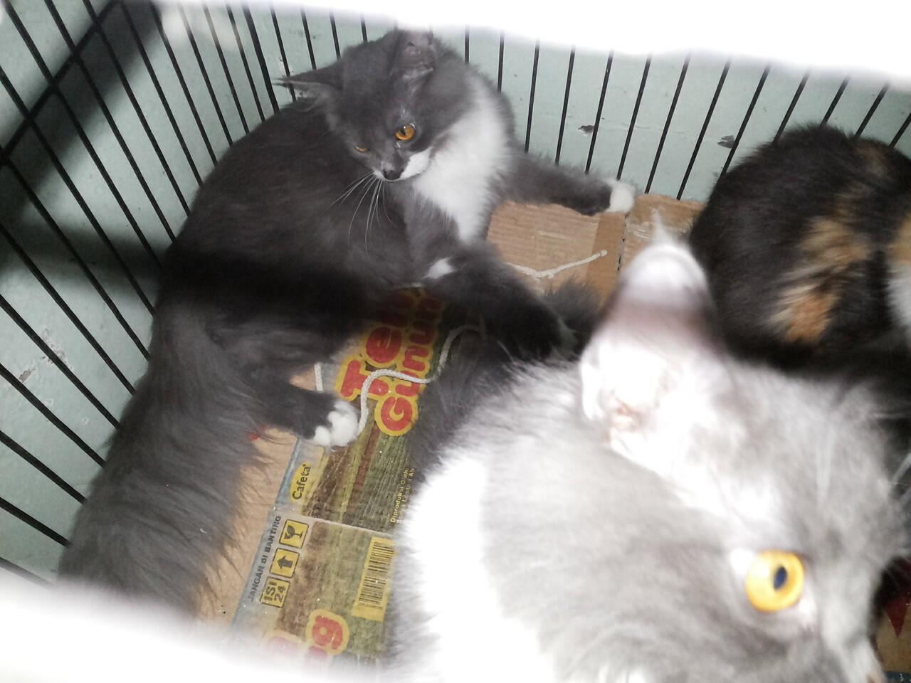 Kitten Persia Medium Betina dan Jantan Longhair
