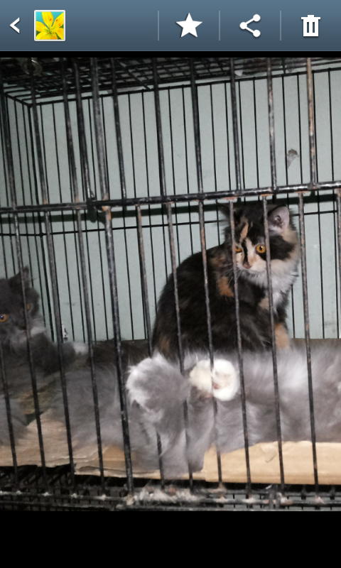 Kitten Persia Medium Betina dan Jantan Longhair